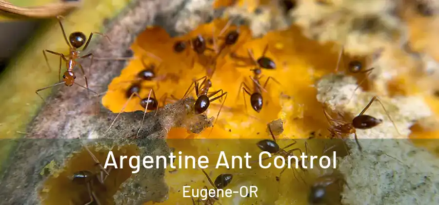 Argentine Ant Control Eugene-OR