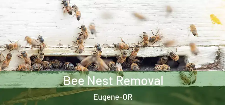 Bee Nest Removal Eugene-OR