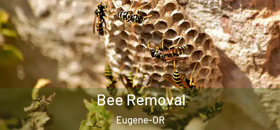  Bee Removal Eugene-OR