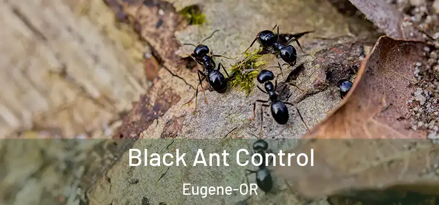 Black Ant Control Eugene-OR