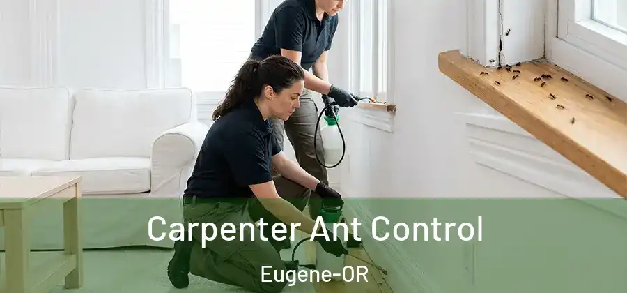 Carpenter Ant Control Eugene-OR