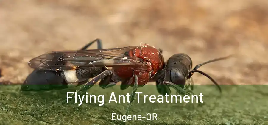 Flying Ant Treatment Eugene-OR