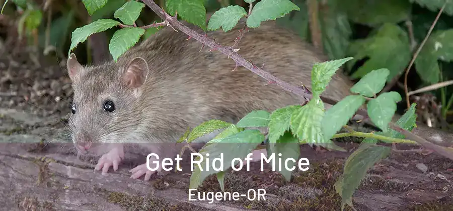 Get Rid of Mice Eugene-OR