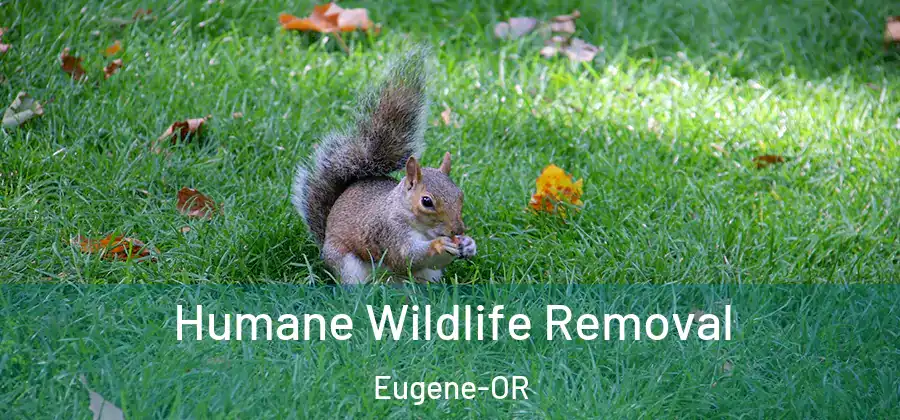 Humane Wildlife Removal Eugene-OR