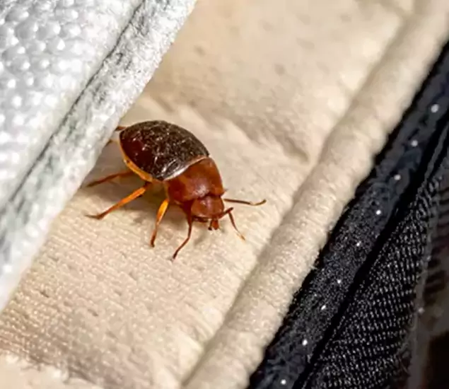 Trusted Bed Bug Prevention Specialists in Eugene, OR