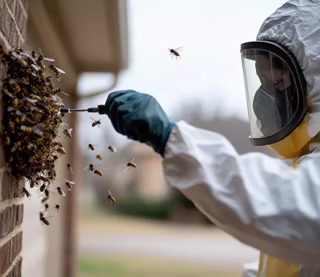 Your Bee Removal Company in Eugene, OR