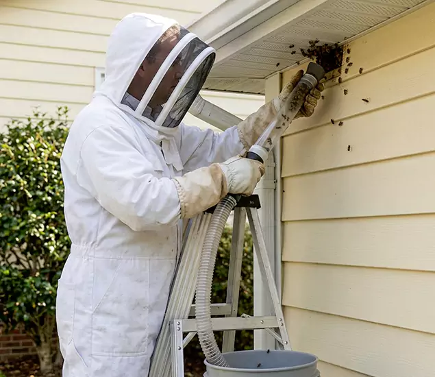 Your Affordable Bee Removal Company in Eugene, OR