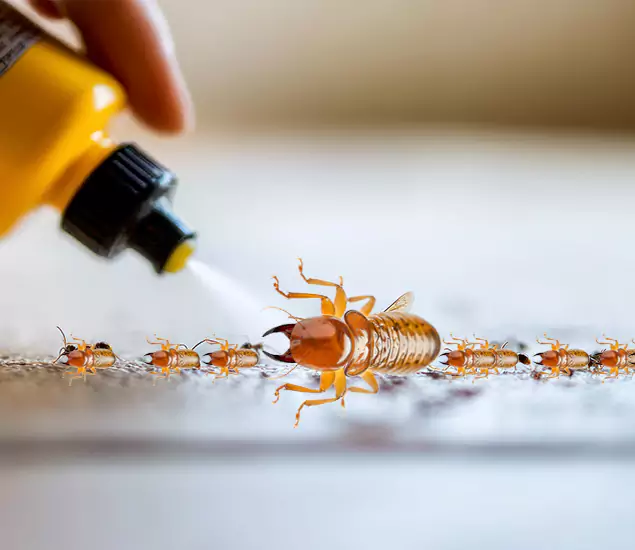 Reliable Bora Care Termite Experts in Eugene, OR
