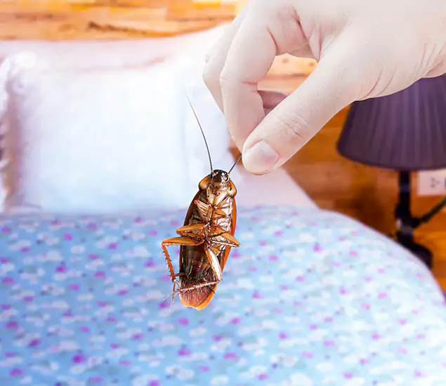 Expert Roach Control Services: Your Cockroach Pest Control in Eugene, OR