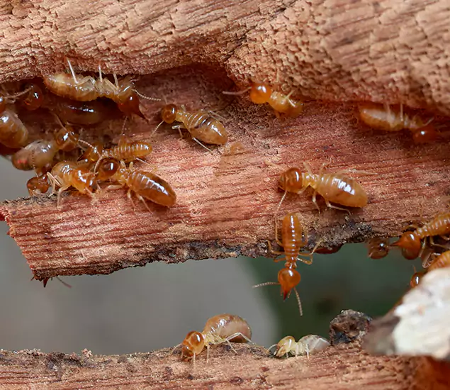 About Our Drywood Termite Treatment Experts in Eugene, OR