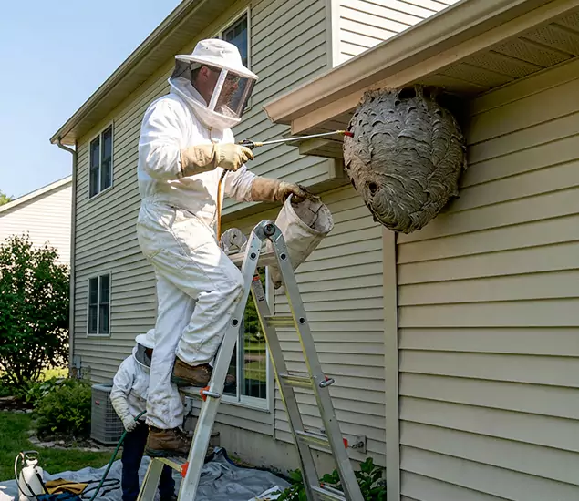 Expert Wasp Nest Removal: Your Local Wasp Nest Removal Company in Eugene, OR