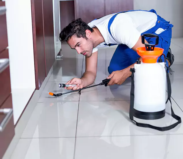 Reliable Professional Mouse Removal: Your Best Mouse Control Company in Eugene, OR