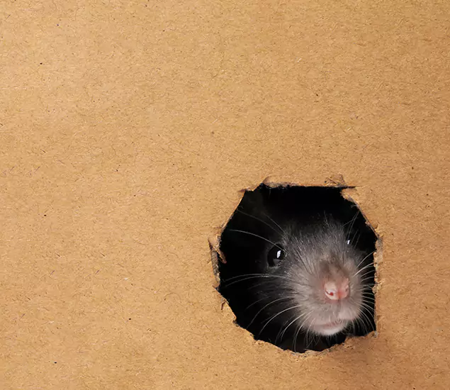 Rats in Attic Removal Experts in Eugene, OR