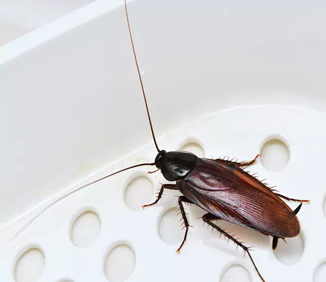 Trusted Cockroach Exterminator: Your Roach Control Services in Eugene, OR