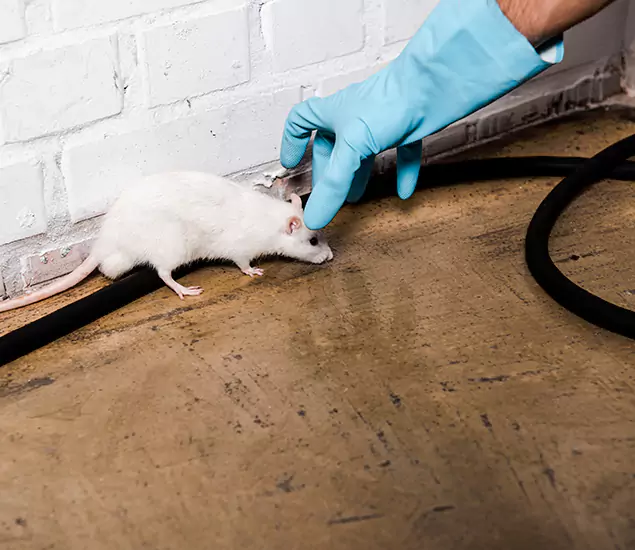 About Rodent Control Experts in Eugene, OR