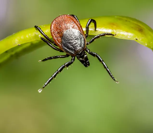 Your Trusted Tick Pest Control in Eugene, OR