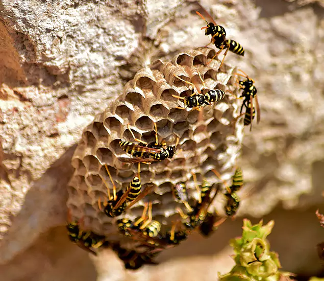Your Best Wasp Removal Company in Eugene, OR