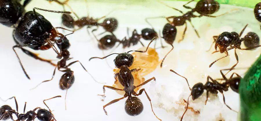 Argentine Ant Barrier Treatment in Eugene