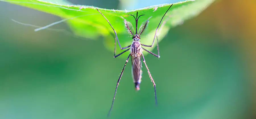 Natural Mosquito Spray for Yard in Eugene