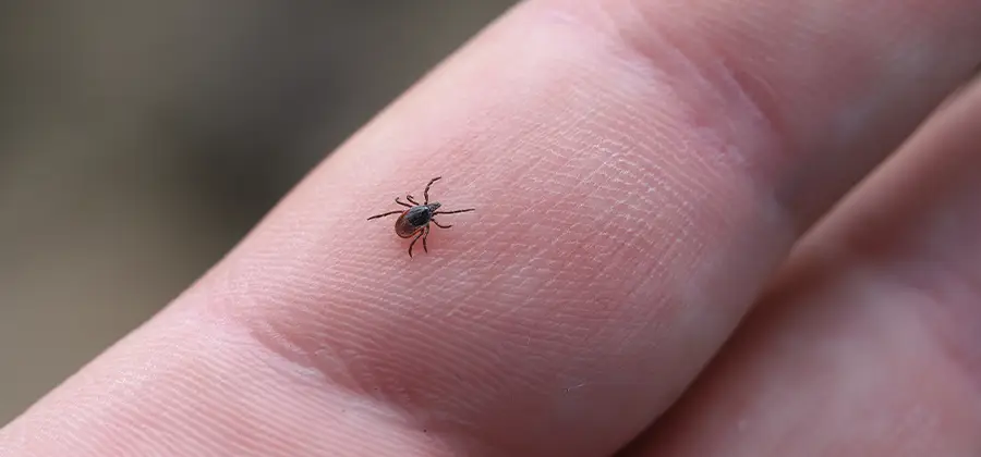 Infection Prevention for Bed Bug Bites in Eugene