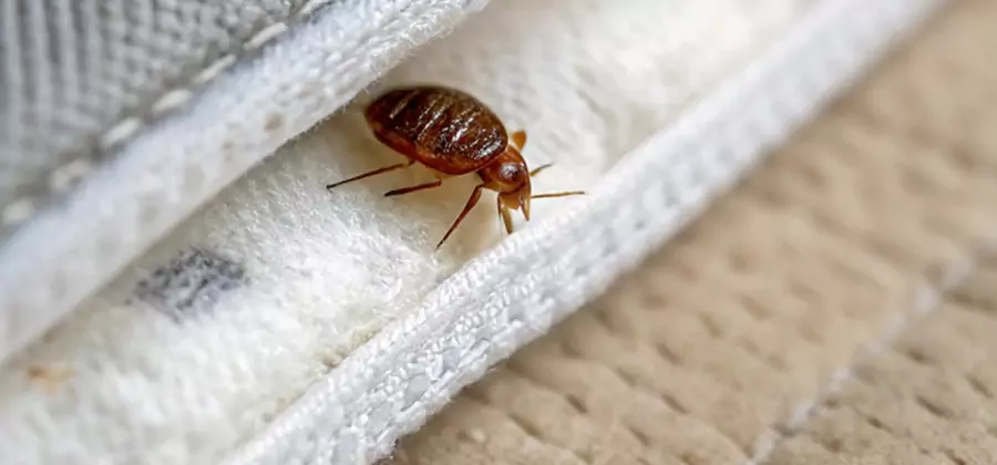 Tenting Bed Bug Fumigation in Eugene