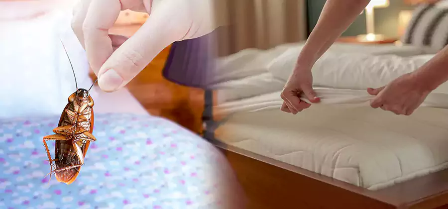 Bed Bug Home Extermination Service in Eugene