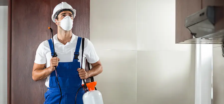 Per Room Bed Bug Cost in Eugene