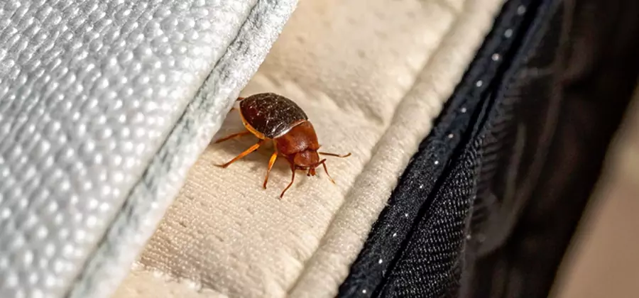 Commercial Bed Bug Control in Eugene
