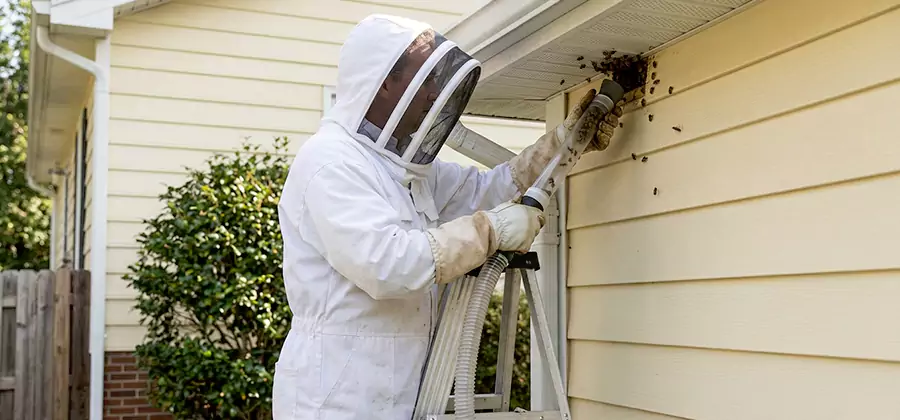 Ground Bee Removal in Eugene