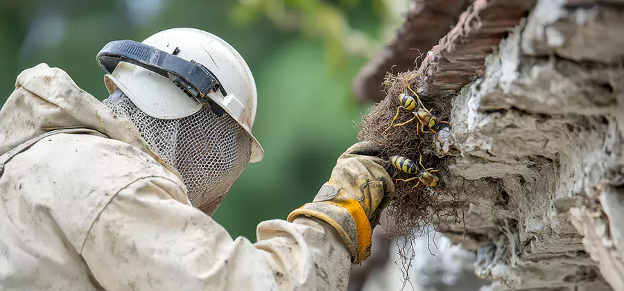 Bee and Wasp Hornet Removal in Eugene