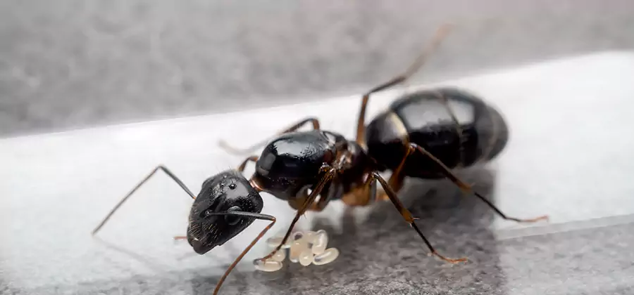 Black Ants in Kitchen Elimination in Eugene