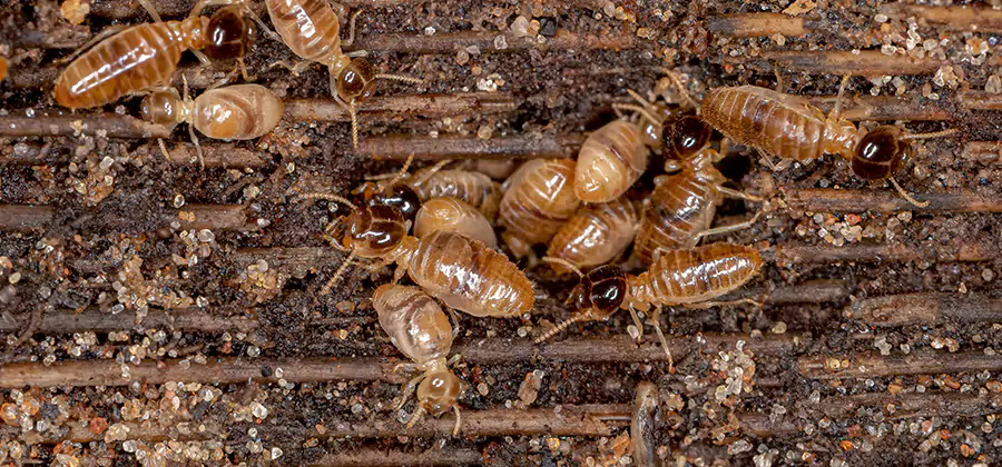 Bora Care Residential Termite Control in Eugene