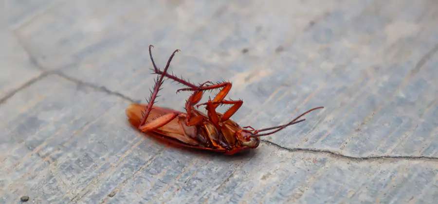 Cockroach Eradication for Commercial Properties in Eugene