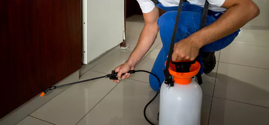 Palmetto Bug Exterminator in Eugene