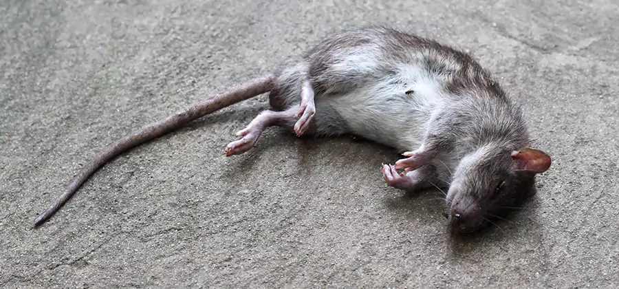 Dead Rat Disposal in Eugene