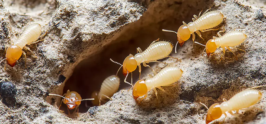 Termite Exterminator Services in Eugene