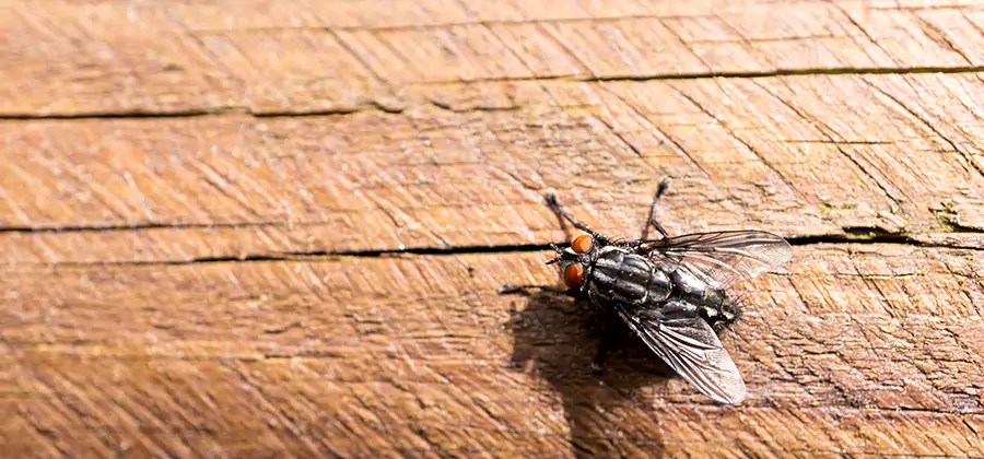Flying Ant Barrier Treatment in Eugene