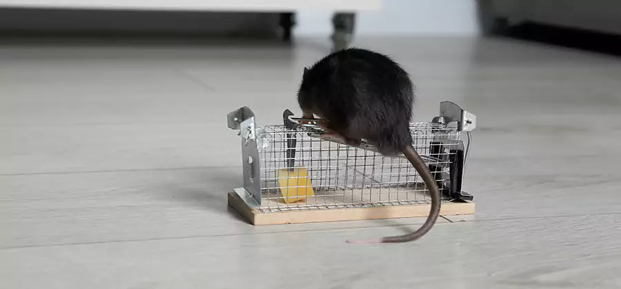 Mice in Attic Removal Eugene