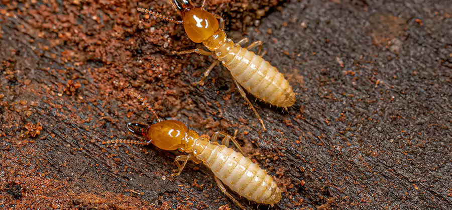 Structural Heat Termite Treatment in Eugene