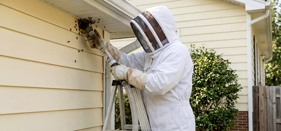 Wasp Nest in Wall Removal in Eugene