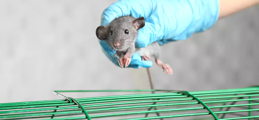 Humane Rat Trapping in Eugene