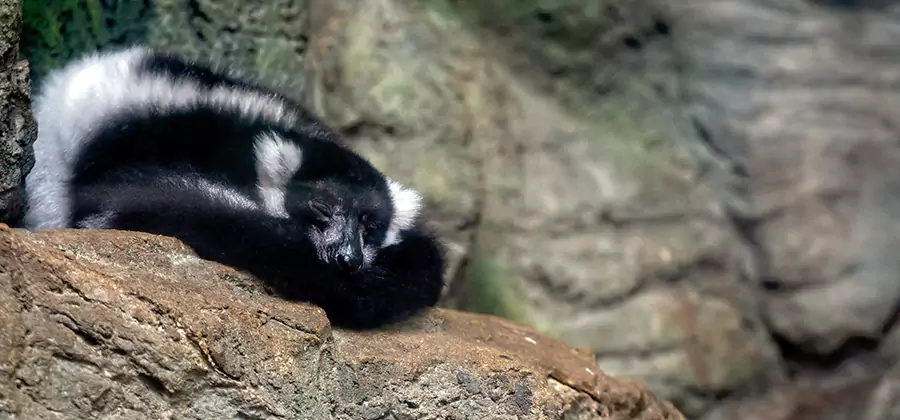 Humane Skunk Removal in Eugene