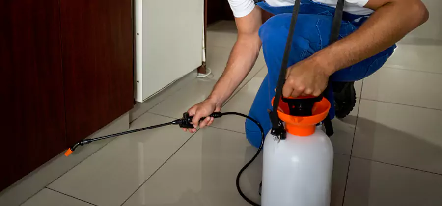 Indoor Insect Killer Solutions in Eugene