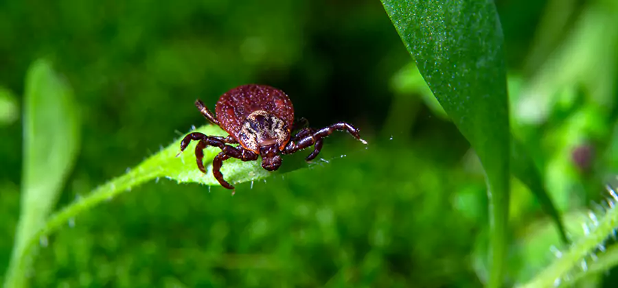 Tick Prevention for Yard in Eugene