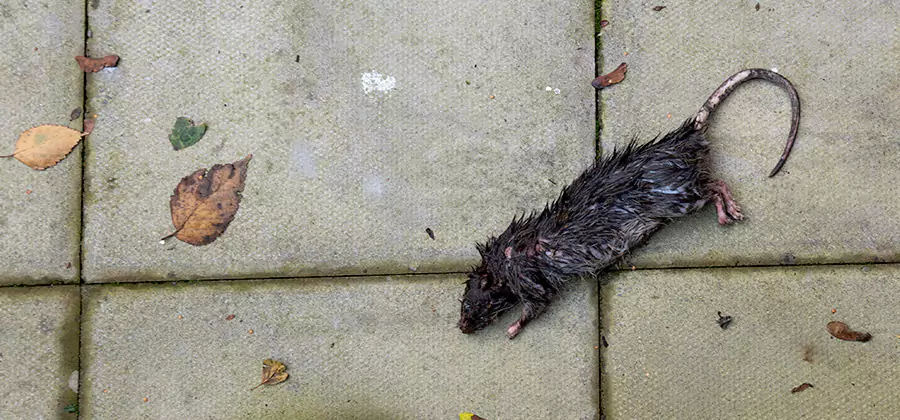 Mice in the Attic Removal in Eugene