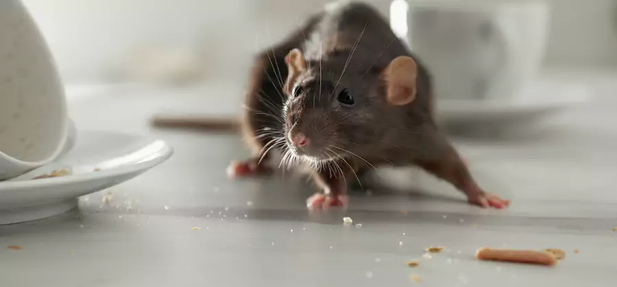 Rodent Feces Removal in Eugene