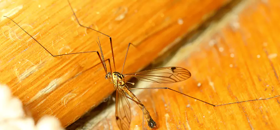 Exterior Mosquito Control in Eugene