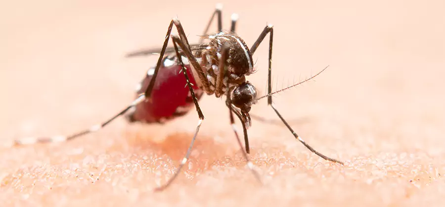 Indoor Mosquito Killer and Interior Control in Eugene