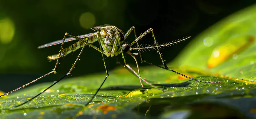 Tick and Mosquito Spray in Eugene