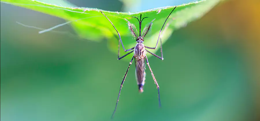 Home Defense Insect Killer in Eugene